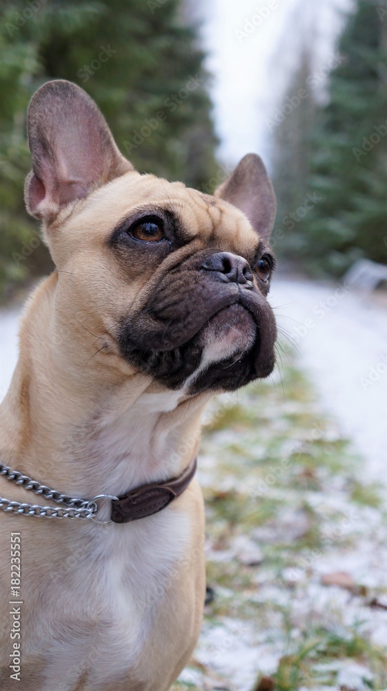 A French bulldog and pug crossing form Sweden 