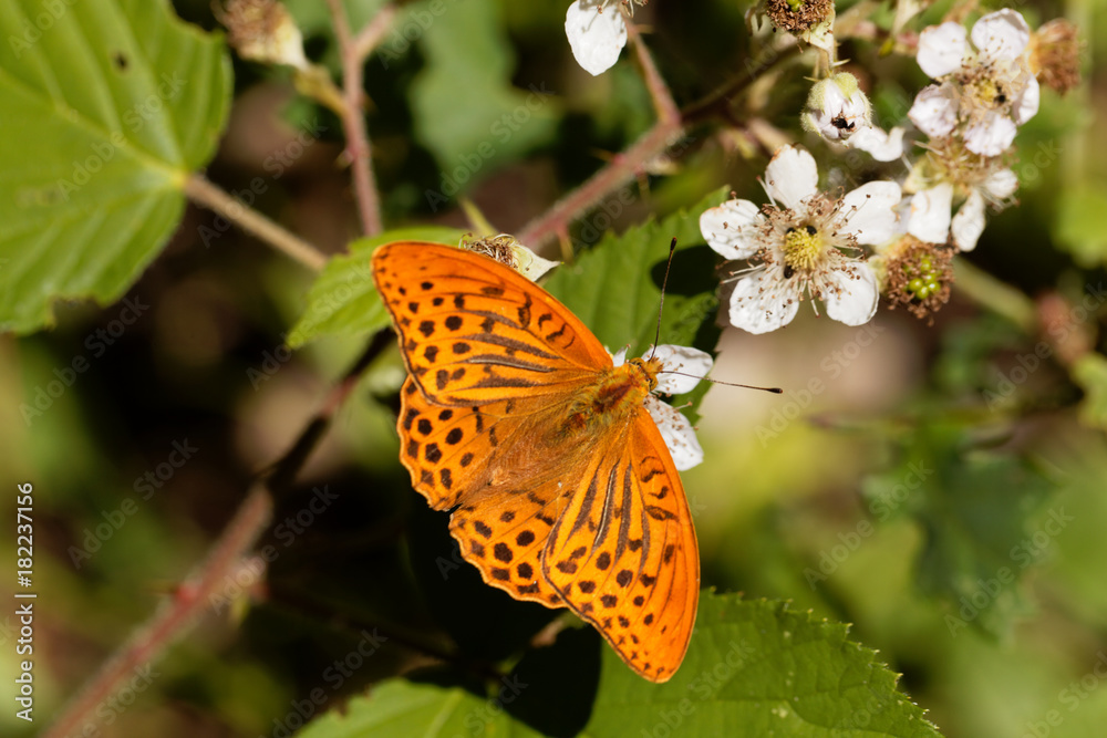 Silver washed fritillary butterfly (Argynnis paphia) Silver washed fritillary butterfly (Argynnis paphia)