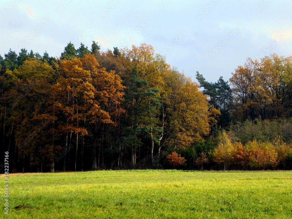 Autum forest background with a colorful of autumn leaves