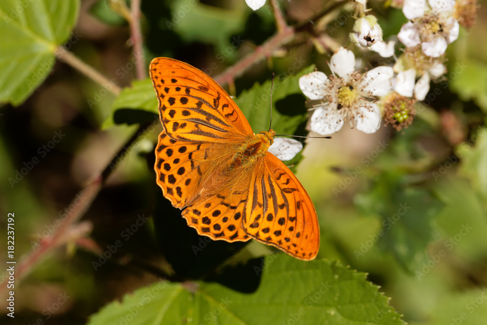Silver washed fritillary butterfly (Argynnis paphia) Silver washed fritillary butterfly (Argynnis paphia)