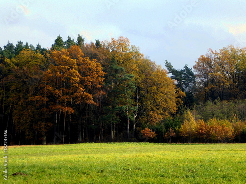 Autum forest background with a colorful of autumn leaves