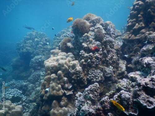 beautiful colorful coral reef in sea