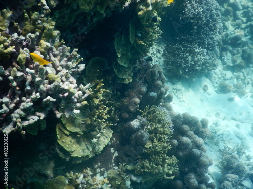 beautiful colorful coral reef in sea