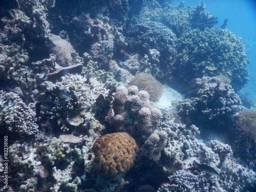 beautiful colorful coral reef in sea photo