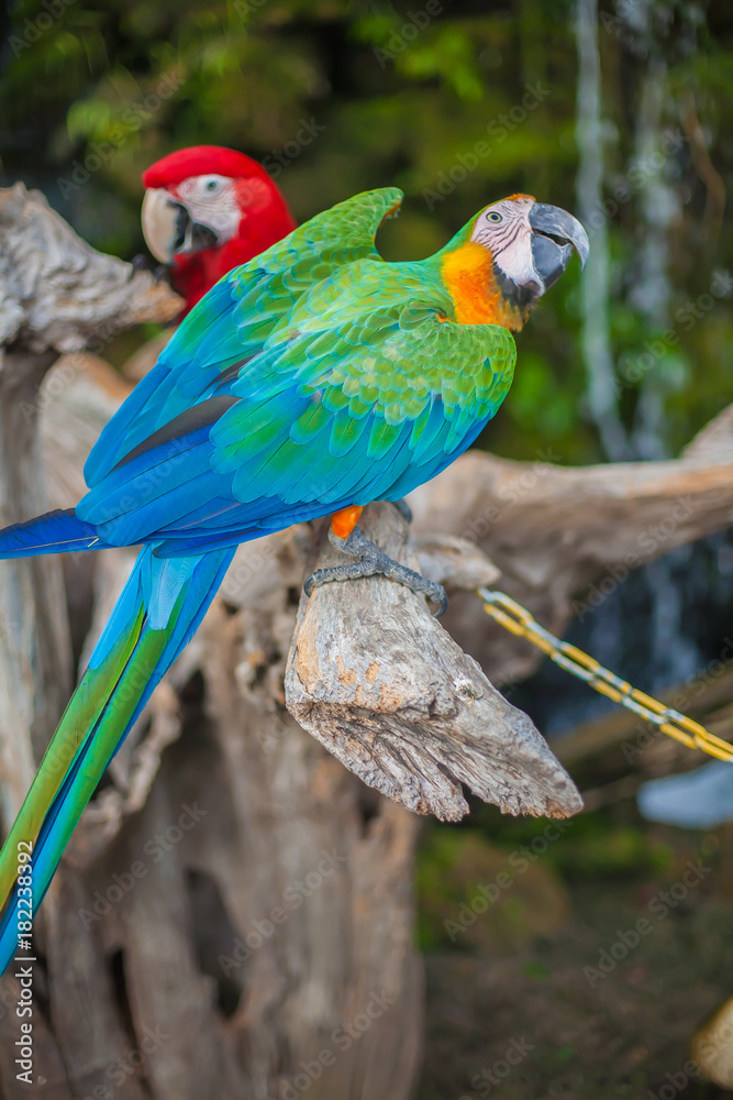 Playful parrot family playing around and very photogenic