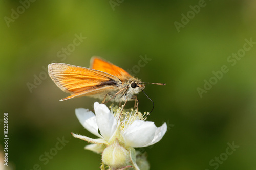 Skipper butterfly (Ochlodes sylvanus) © ChrWeiss