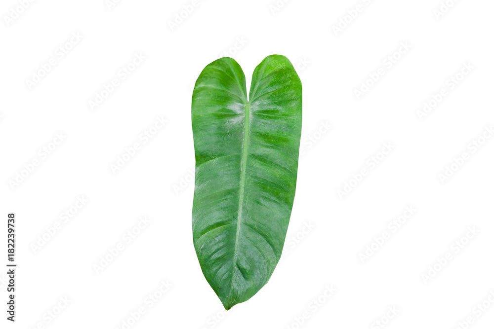 green leaf on white background green leaf on white background
