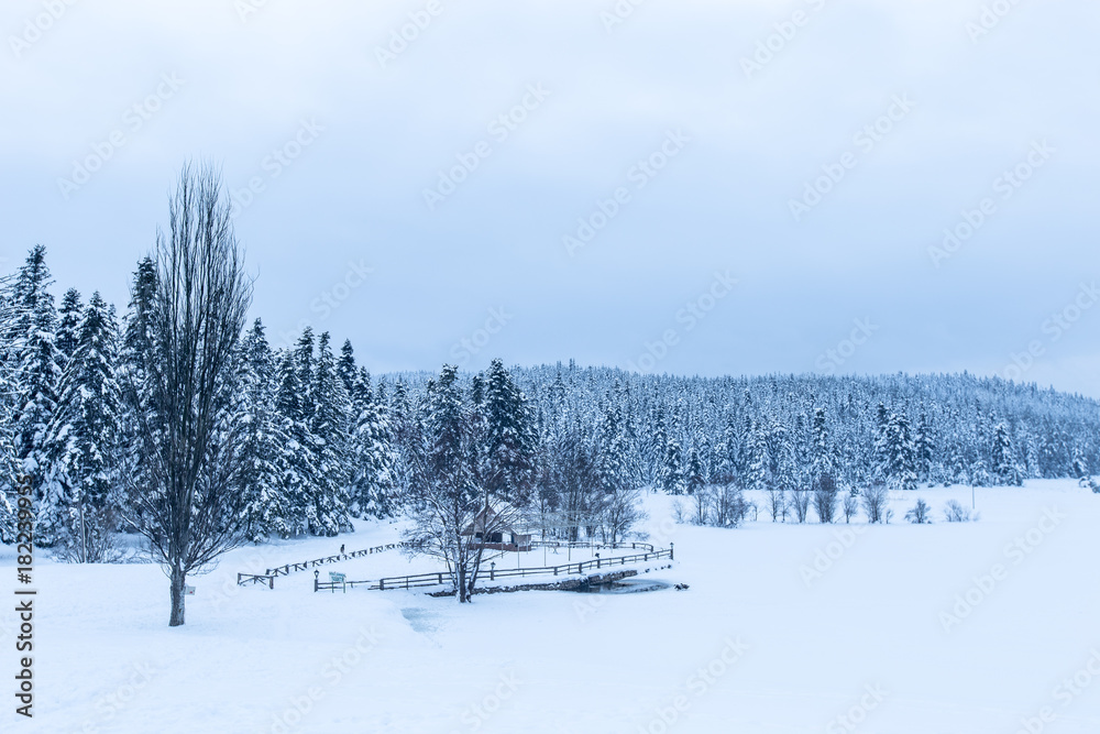 View of Winter frozen lake with pine forest View of Winter frozen lake with pine forest