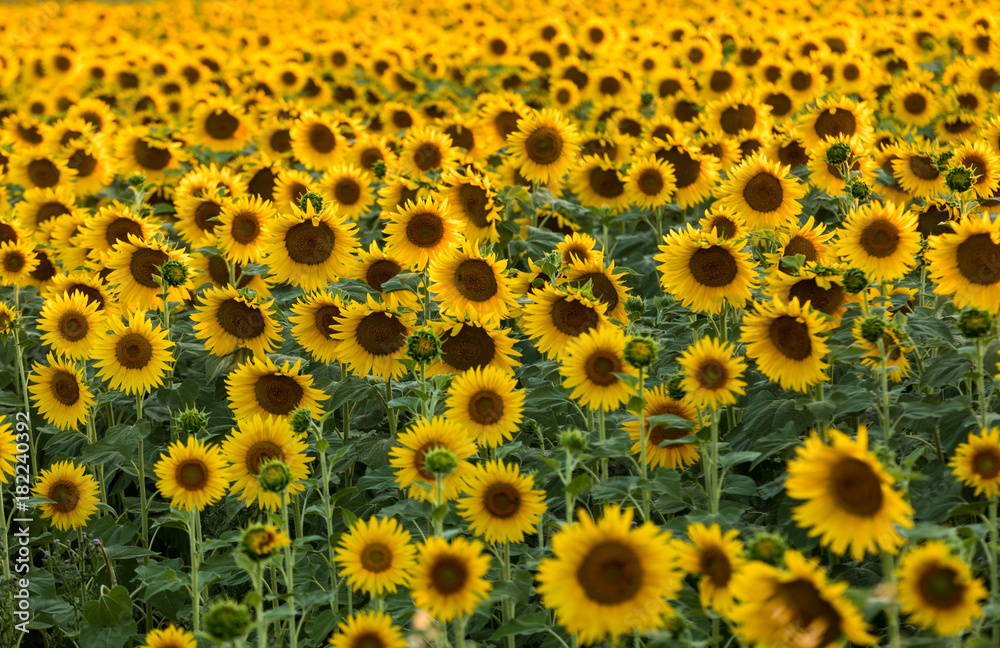 Sunflowers field near Arles in Provence, France Sunflowers field near Arles in Provence, France