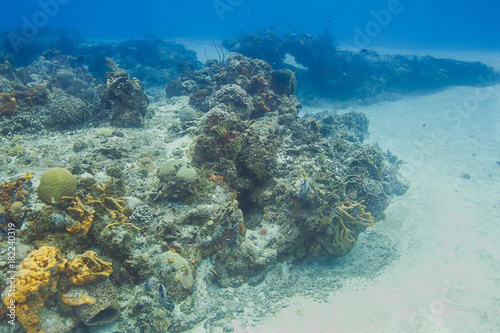 Fototapeta Naklejka Na Ścianę i Meble -  Undersea coral arm