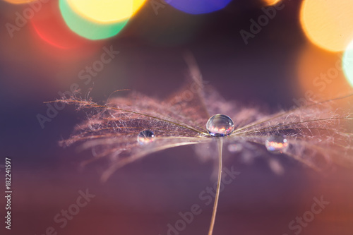 A dandelion seed with a drop of dew on a background with a colorful bokeh from the lights.