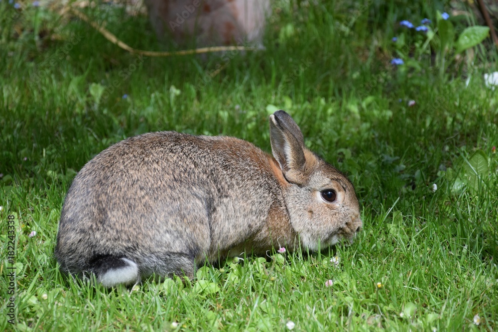 Fototapeta premium Zwergkaninchen im Gras