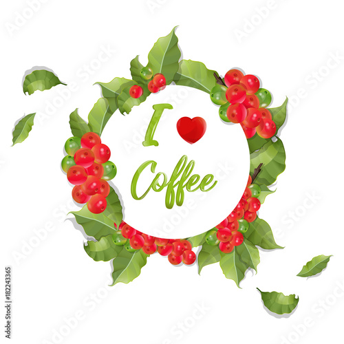 Coffee branch.Natural organic caffeine. Plant with coffee leaf, berry, bean, coffee fruit, seed.scented grain tree vector illustration.