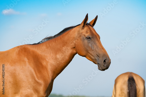 akhal-teke horse portrait on blue sky background