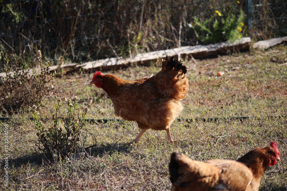 Fototapeta premium poules