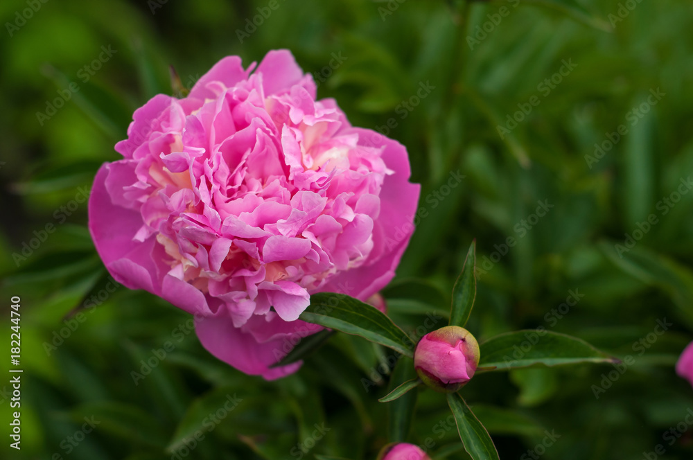 Alone pink peony in the garden in the summer day. Closeup of beautiful fresh Peony flower.