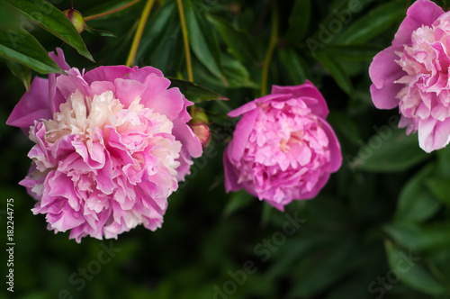 Group of fresh pink peonies in the garden in the summer. Closeup of beautiful purple Peony flower.