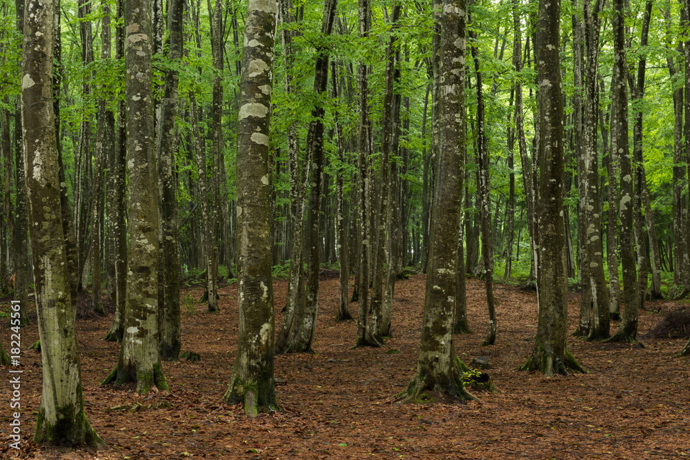 Obraz premium ブナ林 / 美人林 新潟県