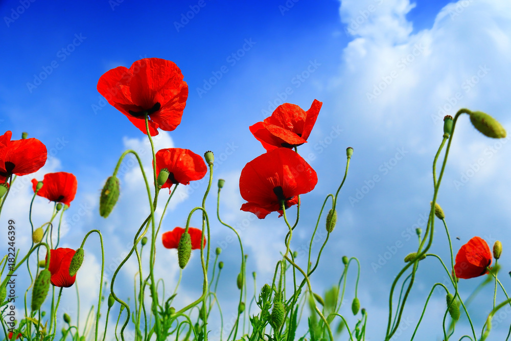 Obraz premium czerwony mak i dzikie kwiaty