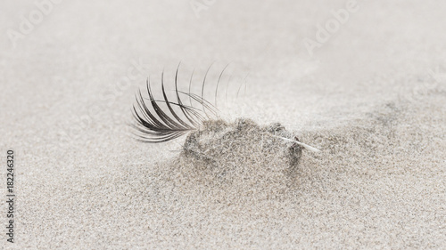 Vogelfeder im Sand