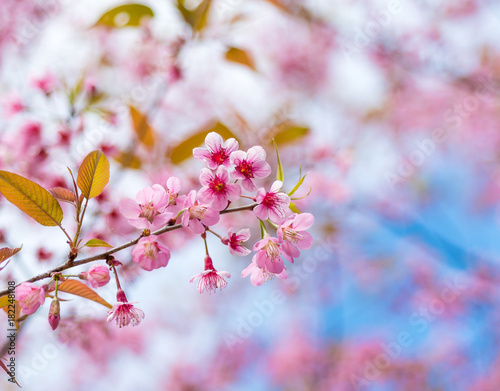 Cherry blossoms or Sakura flower in chiang mai Thailand © viiwee