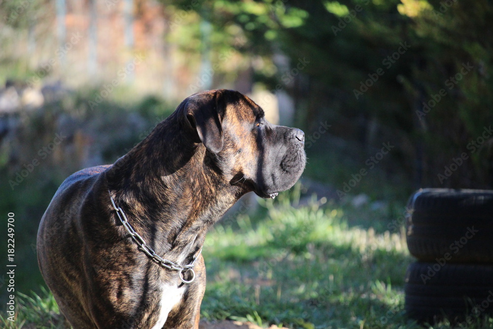beau cane corso : chien de garde Stock Photo | Adobe Stock