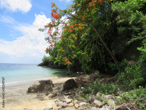 Martinique, plage d'Anse Dufour photo