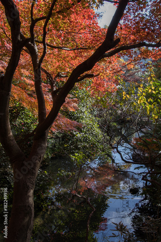Autumn color, Japan