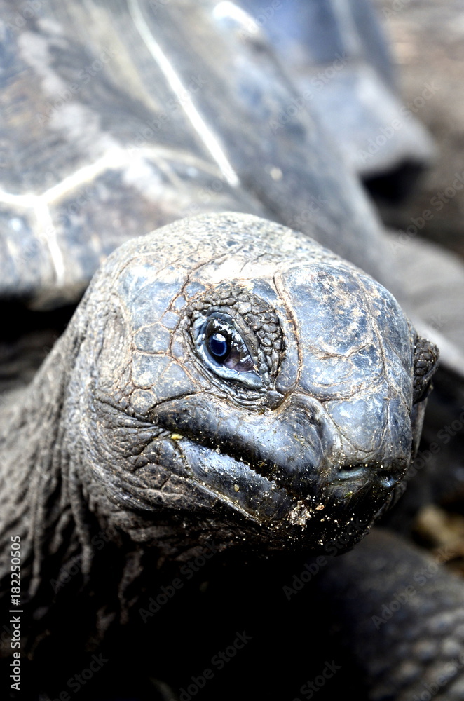 Tortue Seychelloise