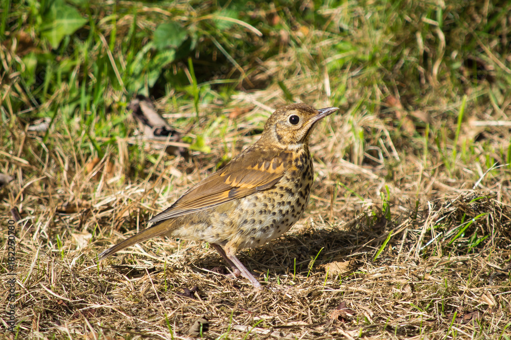 Mistle Thrush on dried grass