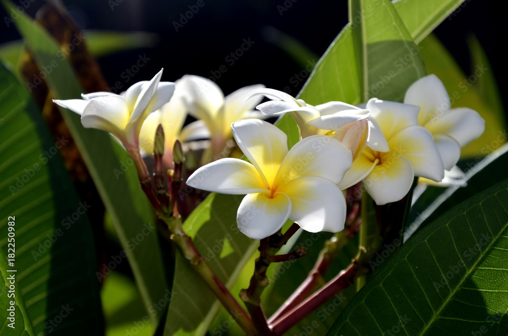 Obraz premium Frangipanier