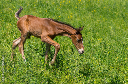 Newborn foal doing first steps on a spring pasture