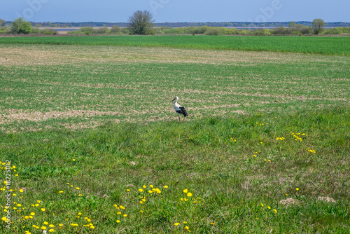 Wallpaper Mural White stork on a field in West Pomerania region, Poland Torontodigital.ca