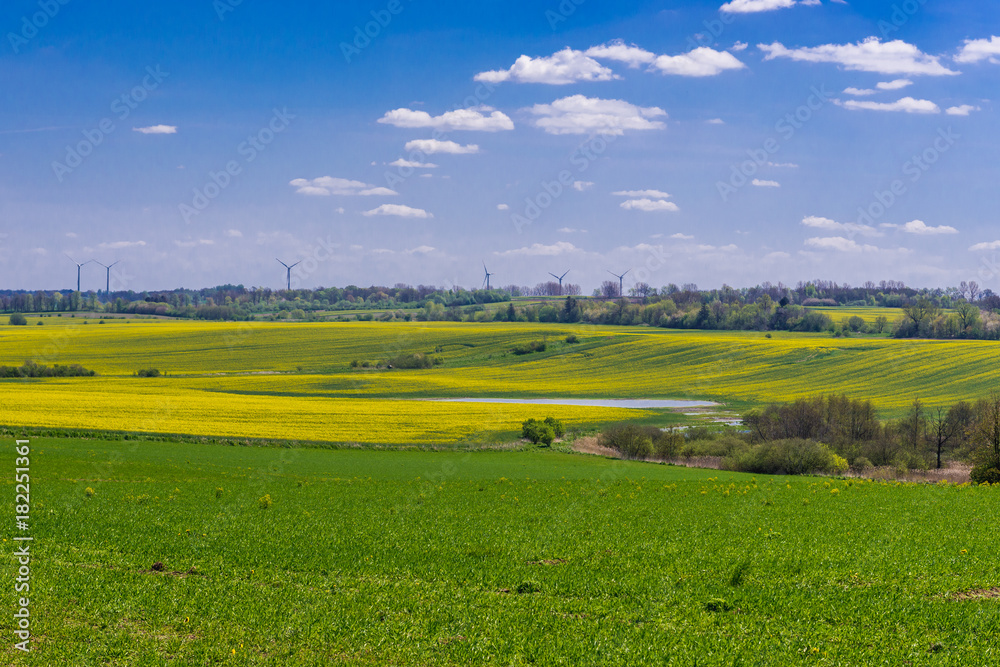 West Pomerania region landscape with yellow rapeseed fields, Poland