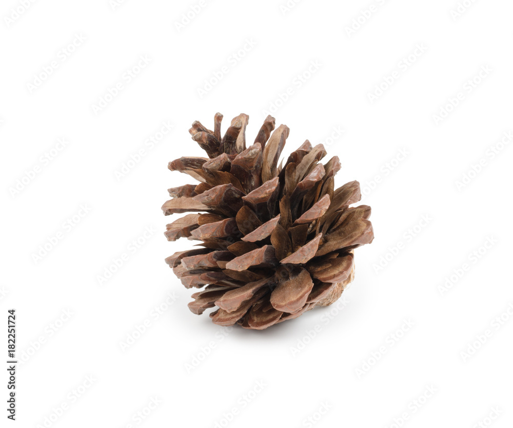 Pine cone isolated on white background (clipping path included) for Christmas decoration, holiday decorative concept Pine cone isolated on white background (clipping path included) for Christmas decoration, holiday decorative concept