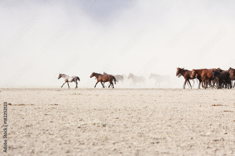 of a plain with beautiful horses in sunny summer day in Turkey. Herd of thoroughbred horses. Horse herd run fast in desert dust against dramatic sunset sky. wild horses 