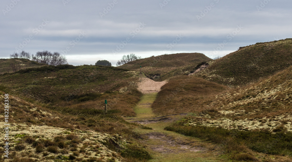 Dünenlandschaft mit Braundünen