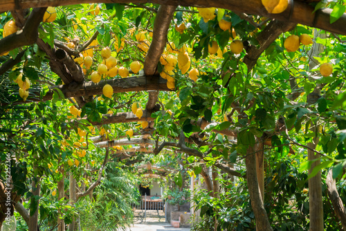 Fruits in Lemon garden of Sorrento at summer photo