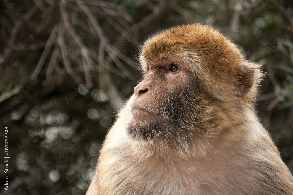 Obraz premium Macaco de Gibraltar