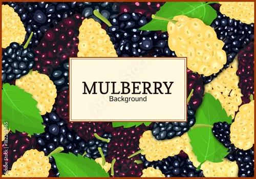 Rectangular label on ripe mulberry berry and leaves background. Vector card illustration. Mulberry beries fresh and juicy frame for design of food packaging juice breakfast tea detox diet.