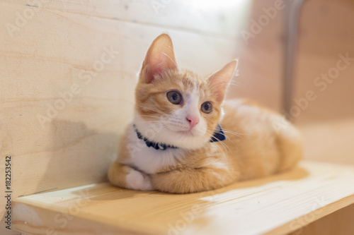 cat