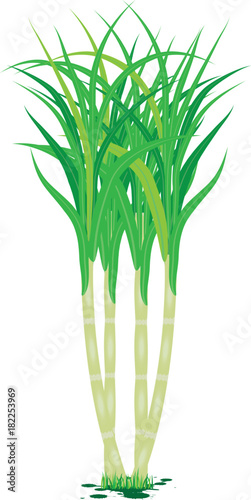 sugarcane plant vector design