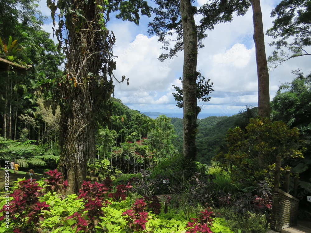 Fototapeta premium Martinique, les jardins de Balata et la baie de Fort de France