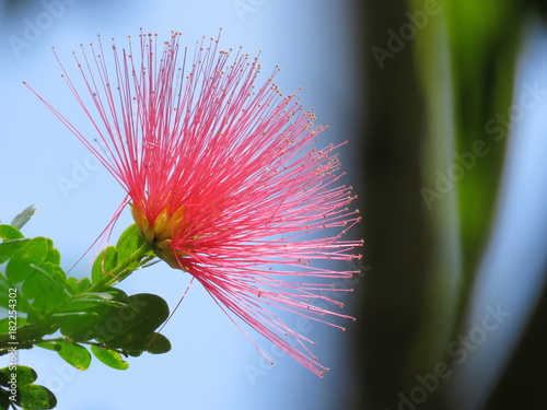 Martinique, fleur de Calliendra, l'arbre à houppette