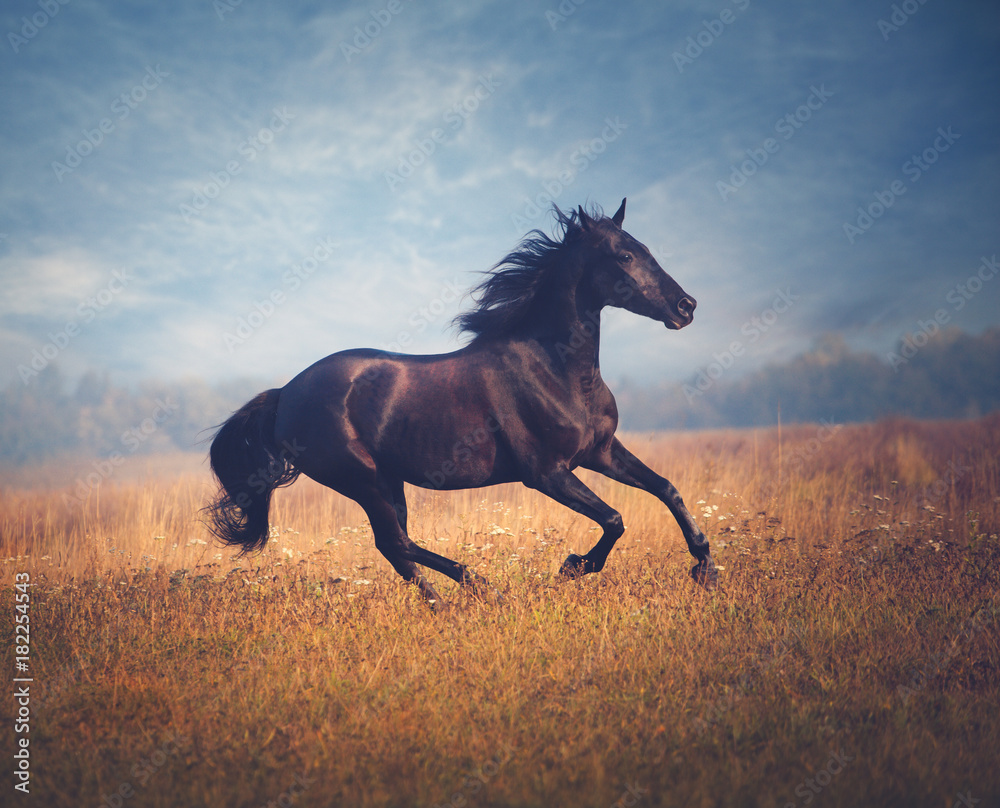 Black horse galloping on the trees and sky background in autumn Black horse galloping on the trees and sky background in autumn