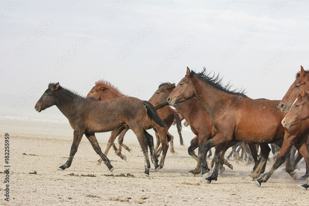 Obraz premium a plain with beautiful horses in sunny summer day in Turkey. Herd of thoroughbred horses. Horse herd run fast in desert dust against dramatic sunset sky. wild horses 