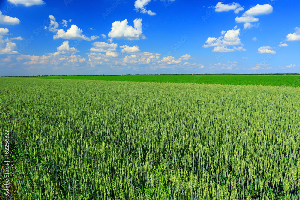 green wheat field