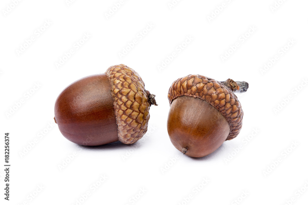 Ripe acorns isolated on a white background Ripe acorns isolated on a white background