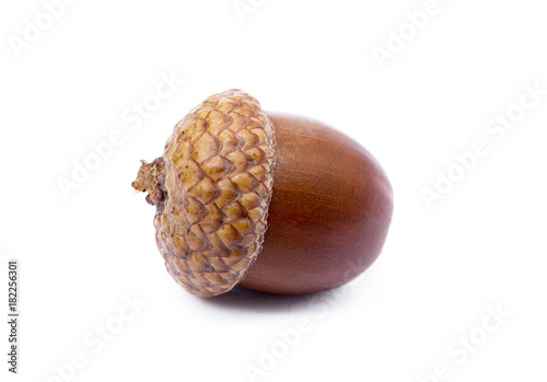 Ripe acorns isolated on a white background