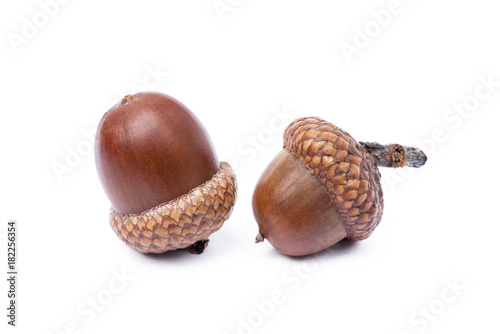 Ripe acorns isolated on a white background